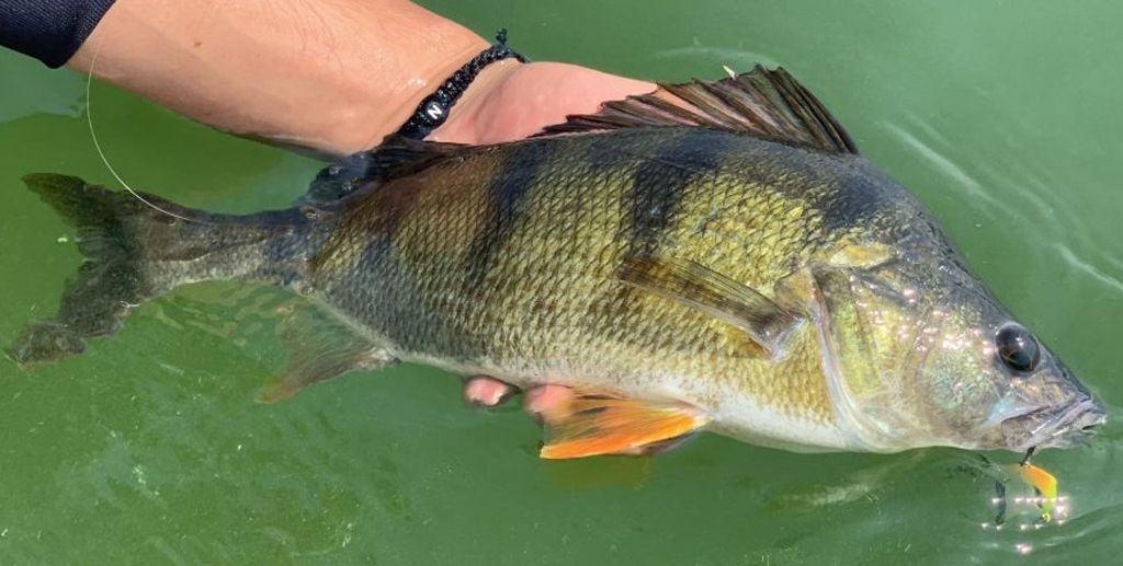 Ostriež, jeden z najčastejších úlovkov na Tail Spinner SpinMad